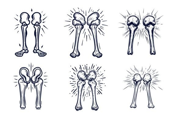 Understanding the R Set of Knee, Leg, Pelvis, and Scapula: A Practical Illustration Resource for Modern Creators